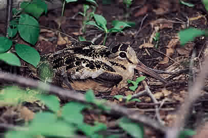 Photo of American Woodcock