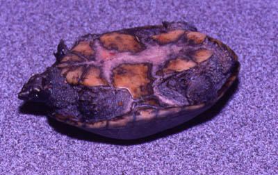 photo of Common Musk Turtle