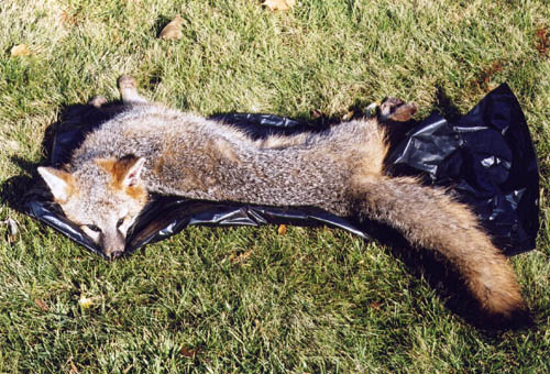 photo of dead fox