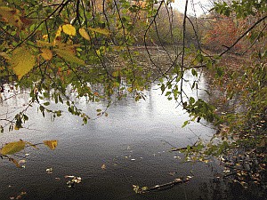 photo of woodshed pond