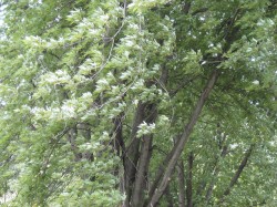 photo of silver maple