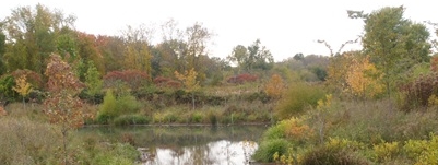 pond and trees