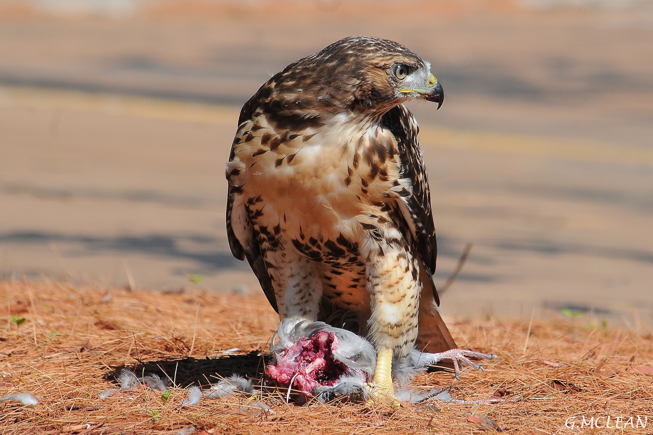 Red Tail Hawk on ground