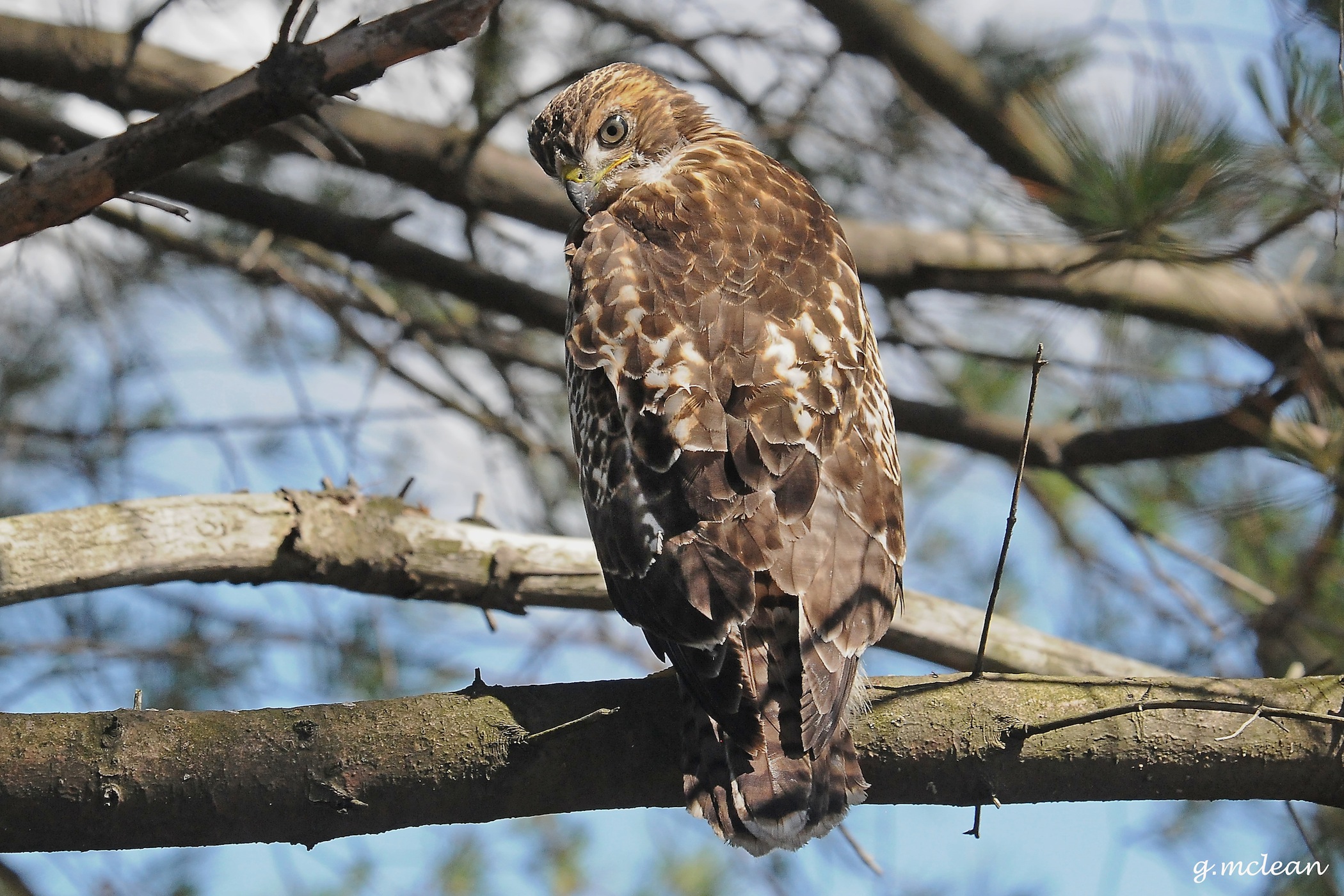 Red Tail Hawk sitting in a tree