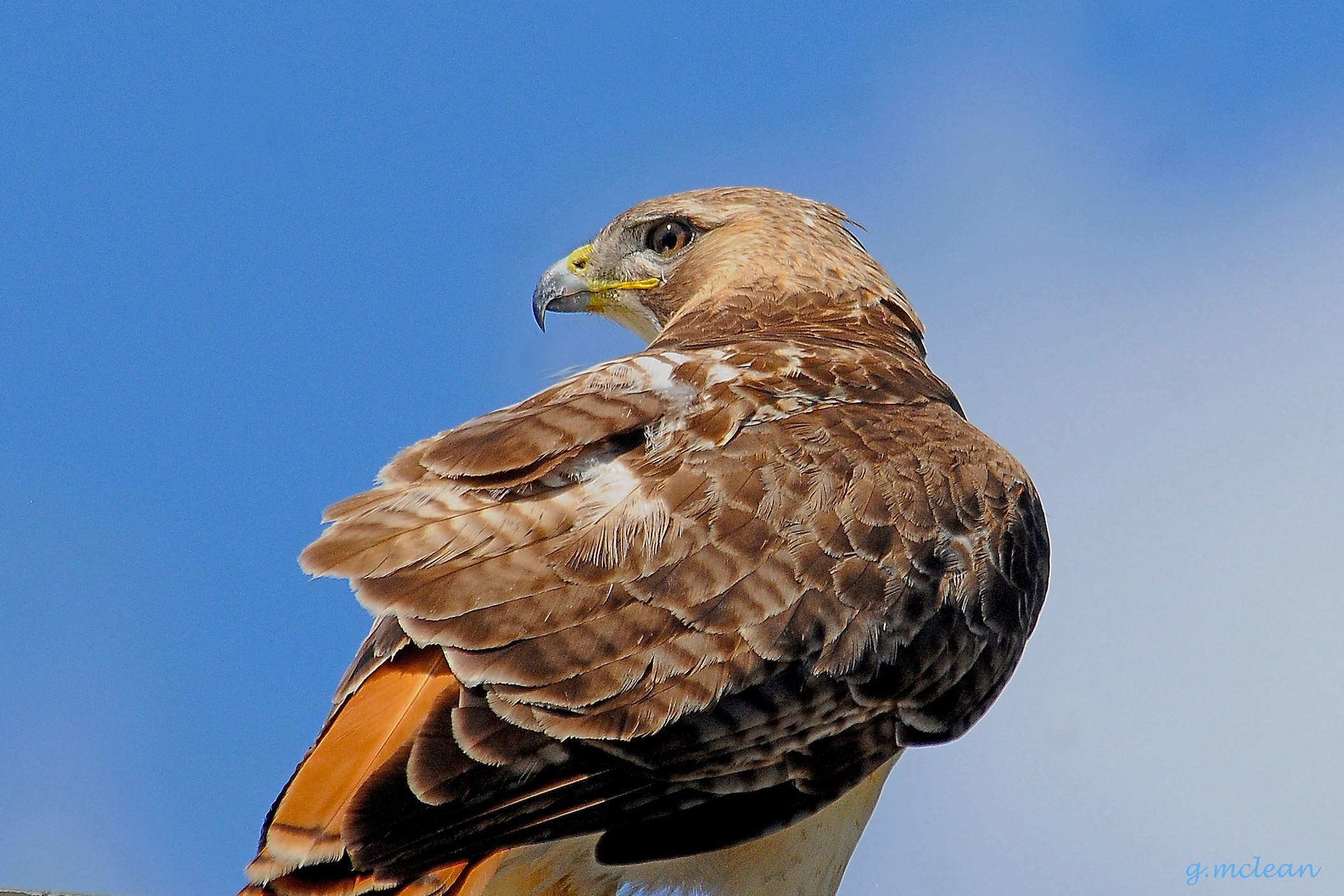 Red Tail Hawk against the sky