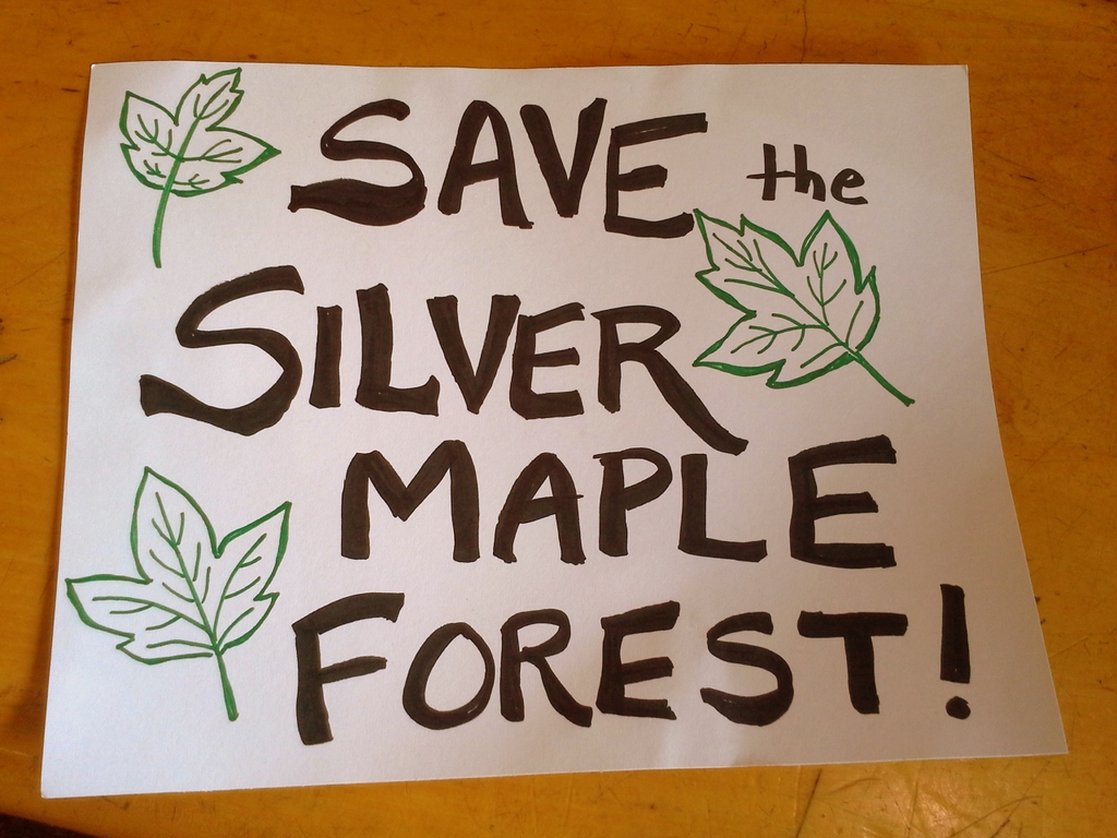 Picture from Silver Maple Forest Action 14 June 2013