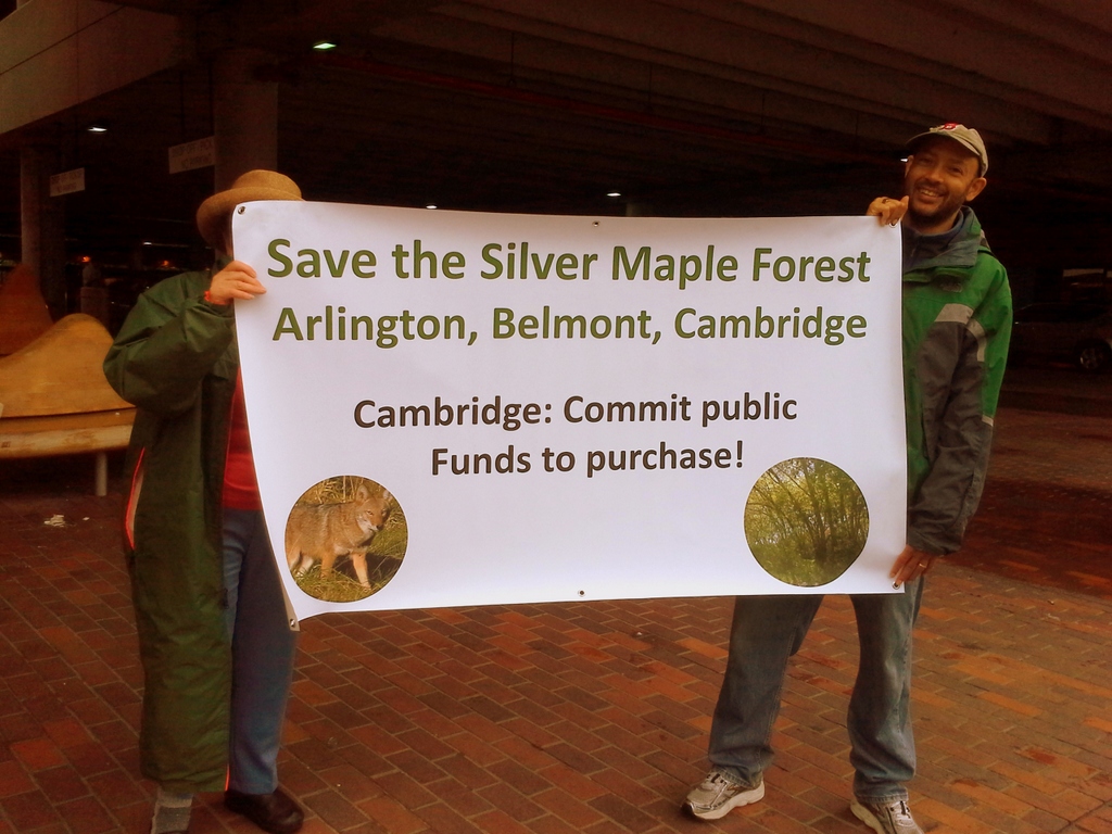 Picture from Silver Maple Forest Action 14 June 2013
