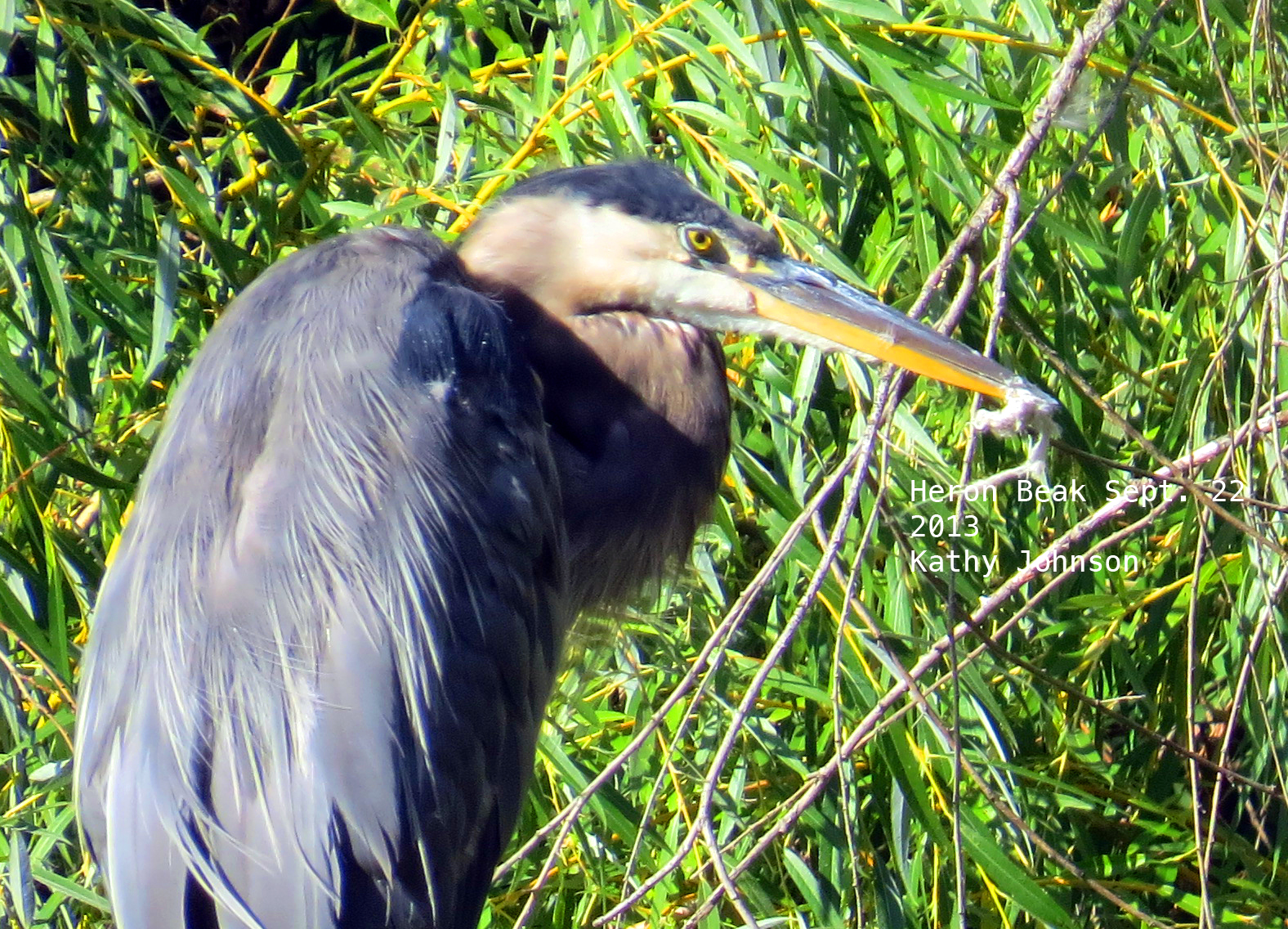 picture of Heron with plastic stuck to its beak
