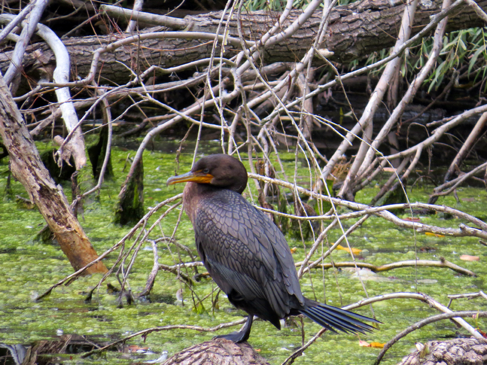 Double-breasted Cormorant
