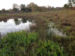 photo of wetlands