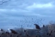 frame from video of starling flight