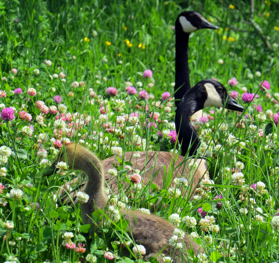 photo of canada geese walking among wildflowers