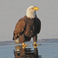 eagle on sandy shore of Mystic Lake