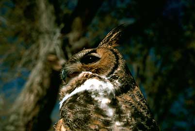Great Horned Owl - photo from U. S. Fish and Wildlife Service